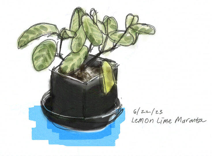 digital watercolor painting of yellow-green lemon lime maranta houseplant in a square black pot with cerulean blue drop shadow